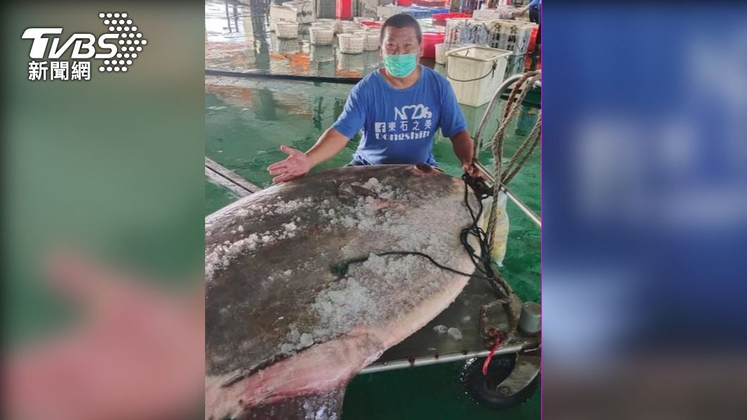 嘉義縣漁民今日意外捕捉巨大翻車魚，重達180公斤。（圖／成峻提供）