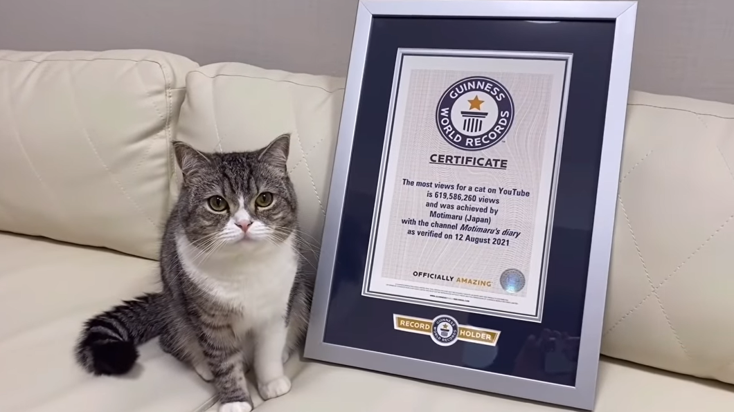 寵物貓「望丸」，8月獲金氏世界紀錄認證為點閱數最多的貓。（圖／翻攝自もちまる日記YouTube）
