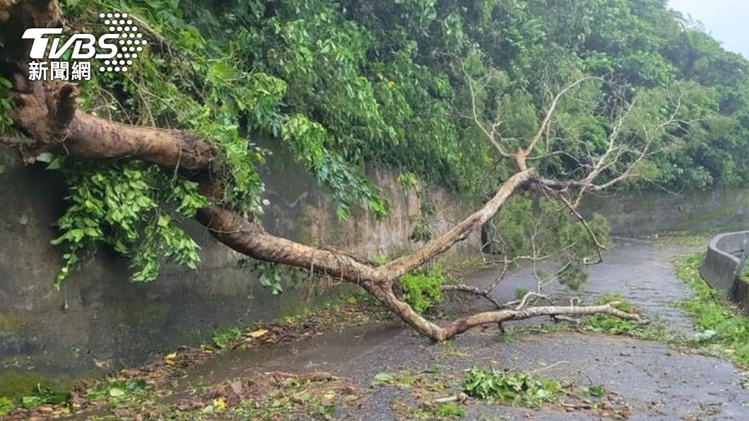 蘭嶼路樹遭17級強陣風吹倒。（圖／TVBS）