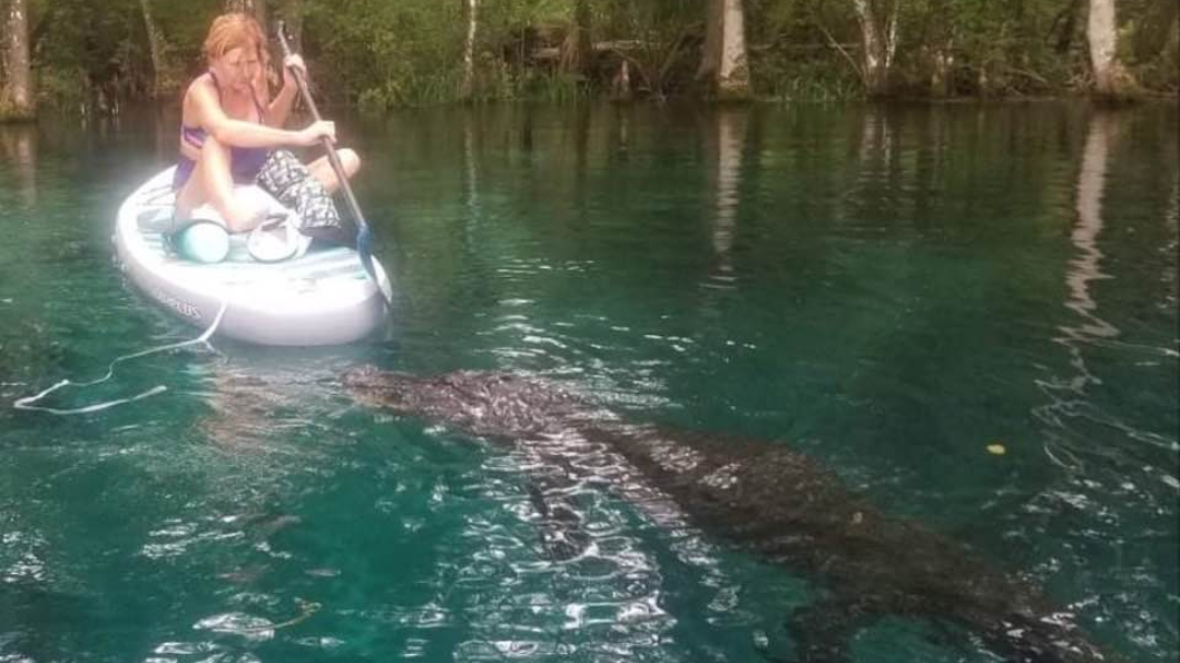 一名女子在划SUP時，遭到野生鱷魚侵擾。（圖／翻攝自Vicki Reamy Baker臉書）