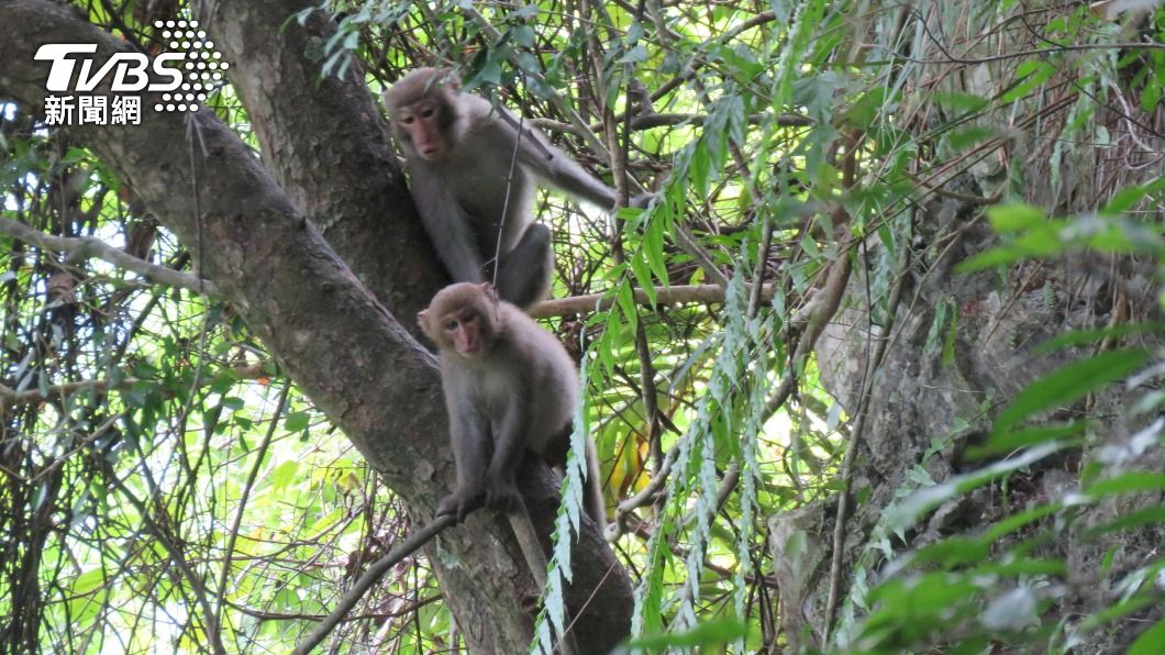 太魯閣國家公園天祥地區有野生獼猴。（圖／中央社）