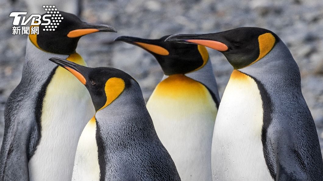 有科學家推測企鵝很可能是外星生物。（示意圖／shutterstock達志影像）