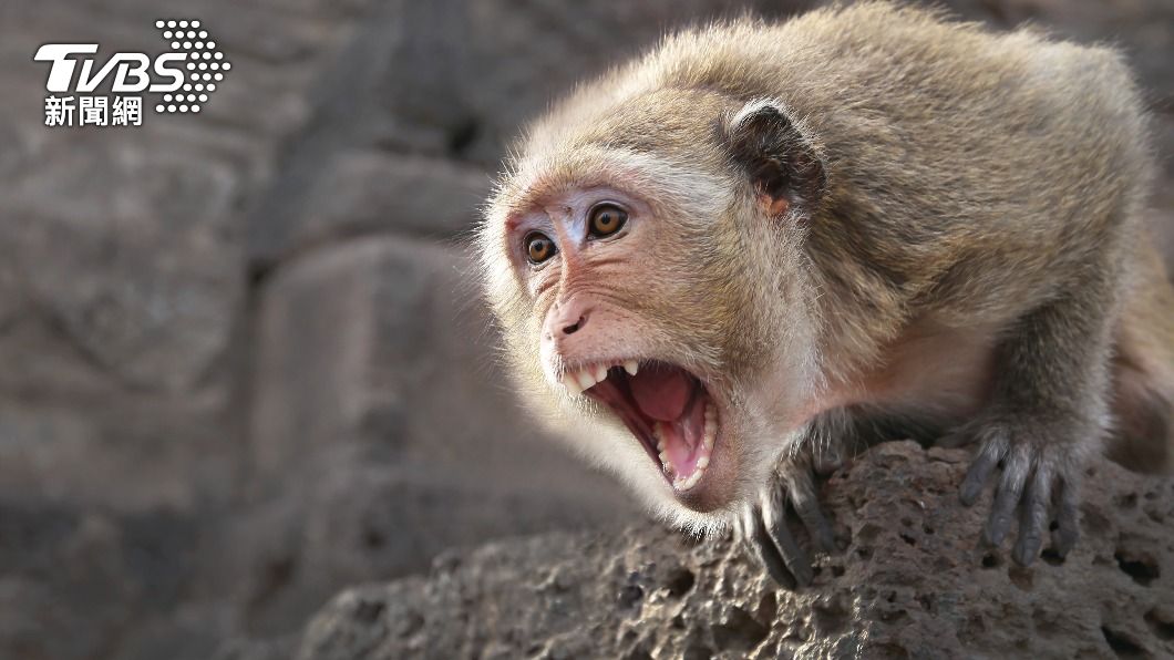 日本福岡發生多起猴子攻擊民眾的事件。（示意圖／shutterstock 達志影像）