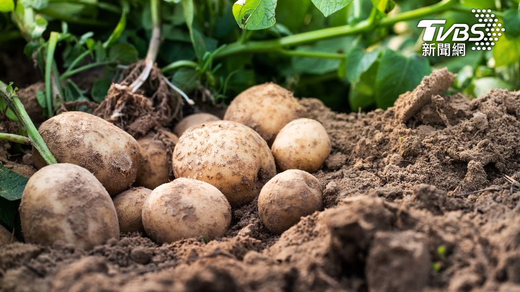 馬鈴薯發芽後會產生毒素，無法食用。（示意圖／shutterstock達志影像）