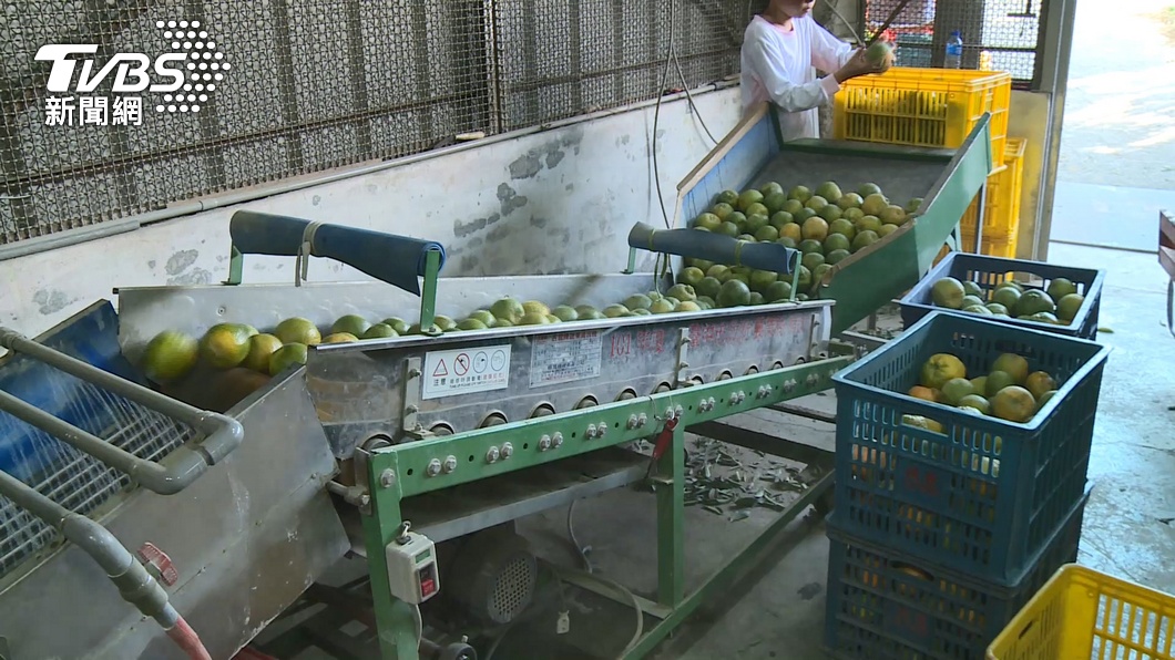 中國停止進口台灣柑橘類水果。（圖／TVBS）