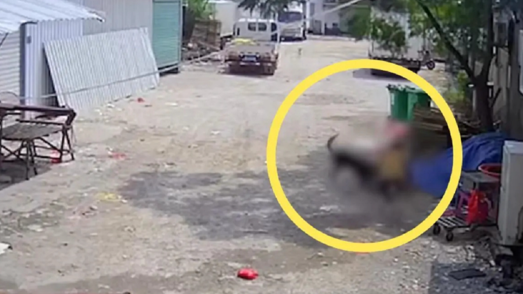 福建漳州一名婦人走在路上突遭黑狗攻擊。（圖／翻攝自網易新聞）