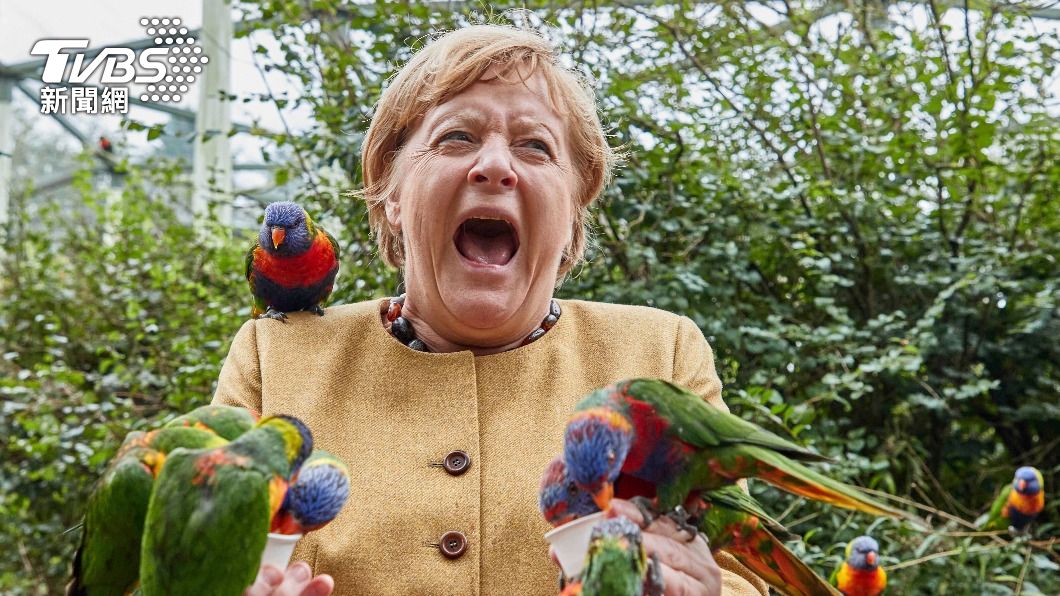 梅克爾的手指遭鸚鵡誤啄，大叫瞬間全被鏡頭捕捉。（圖／AP） 德國總理梅克爾退任前開心賞鳥　餵食鸚鵡遭誤啄驚叫