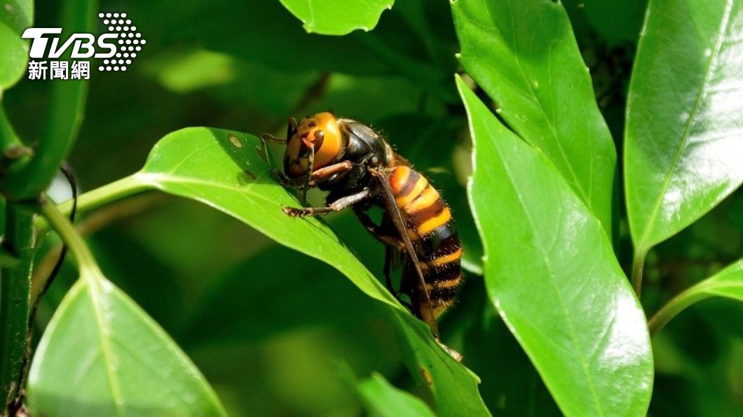 恐怖虎頭蜂！三貂嶺步道2天狂螫1死3傷急拉封鎖線│死亡│遊客│攻擊 