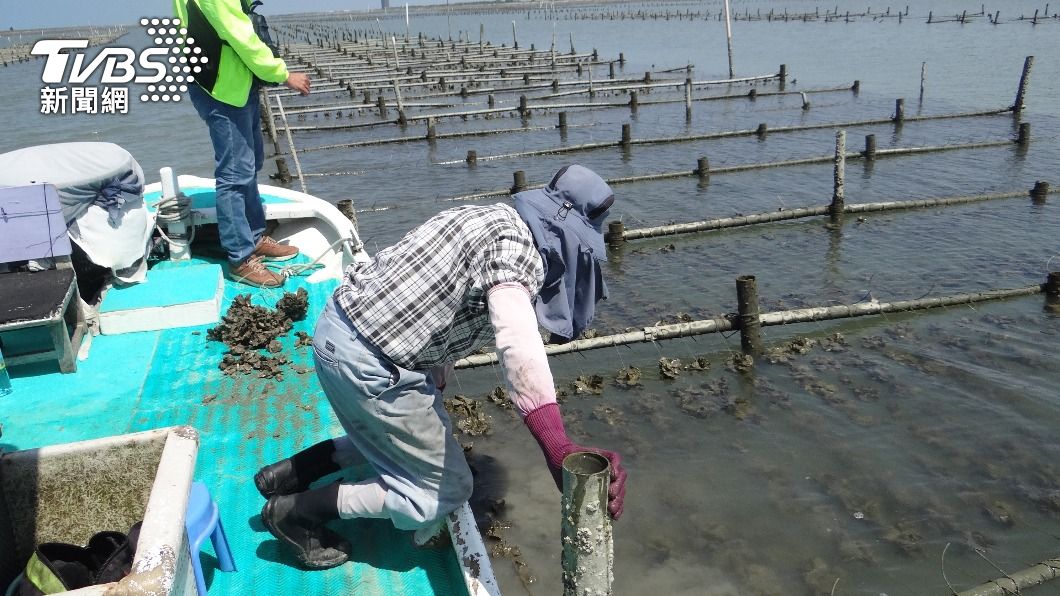 台南牡蠣及文蛤養殖因8月上旬西南氣流豪雨受災。（圖／中央社）