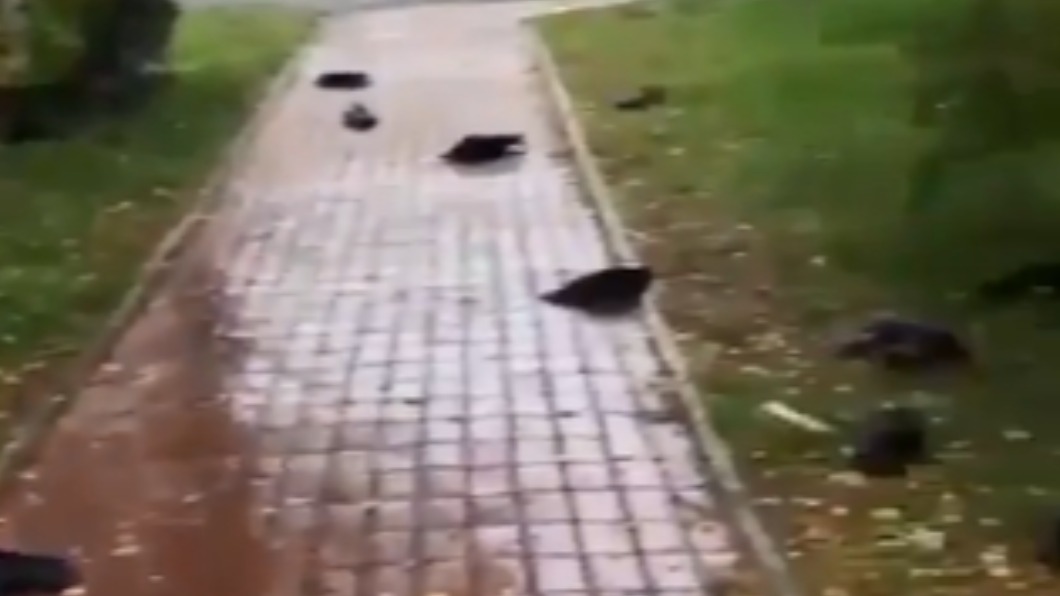 俄羅斯出現上百隻烏鴉集體暴斃。（圖／翻攝自Twitter）