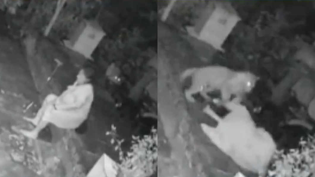 印度一名婦女在家門口休息時，慘遭花豹撲倒。（圖／翻攝自ANI推特）