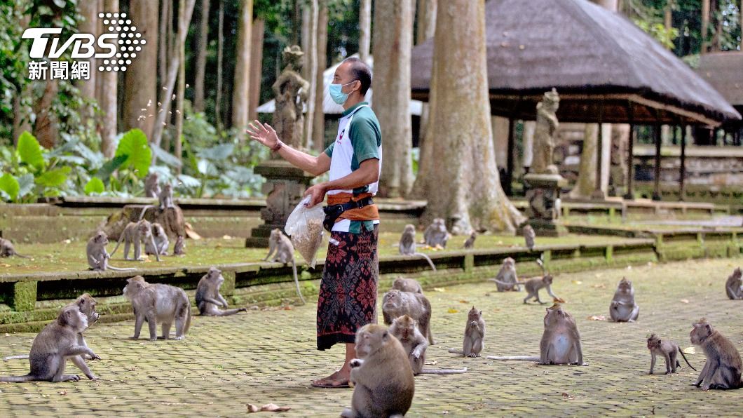 疫情期間沒有遊客光顧，峇里島猴子改由當地人餵食。（圖／達志影像美聯社）