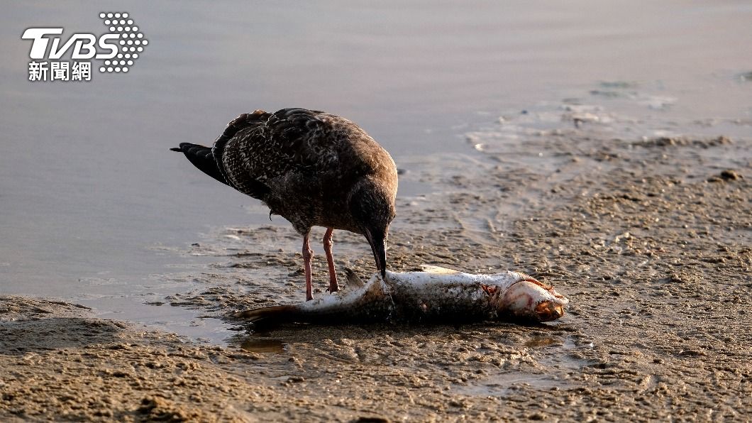 身上沾有油污的魚類屍體沖上岸後，引來鳥類啄食。（圖／達志影像美聯社） 3000桶原油流入太平洋！加州史上最嚴重漏油兇手恐是它