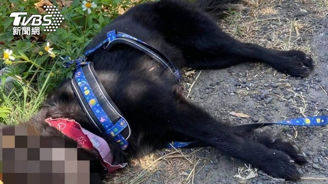 桃園新屋動保園區附近，20天內就有5隻狗遭毒死。（圖／民眾提供）