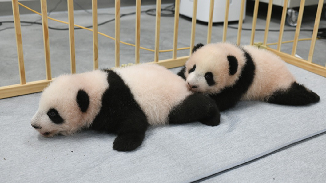 （圖／翻攝自上野動物園官網）