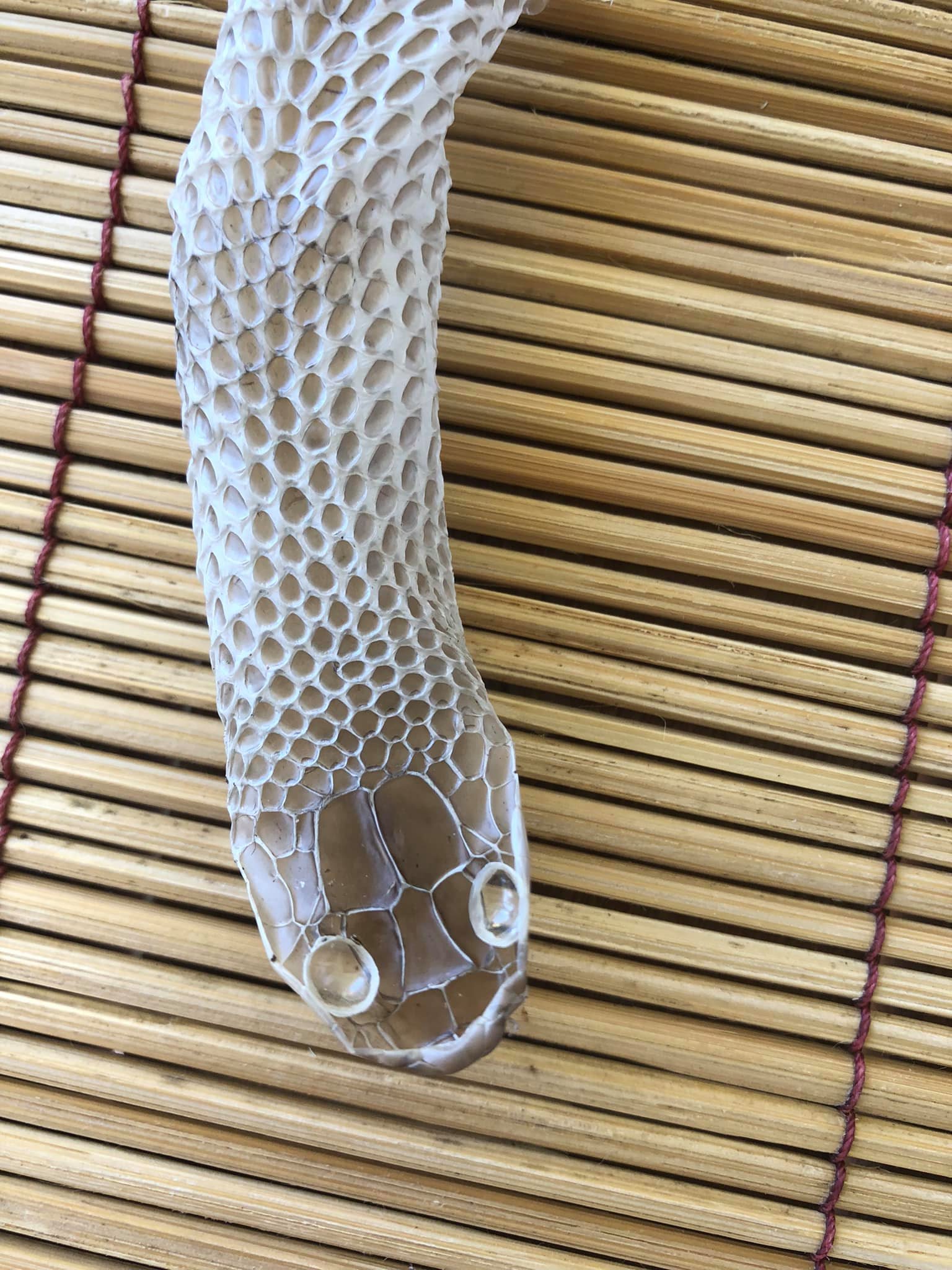 家中驚見白蛇皮 90公分異形乾屍 眼凹凝視 頭皮發麻 鱗片 巨蟒 巨蛇 Tvbs新聞網