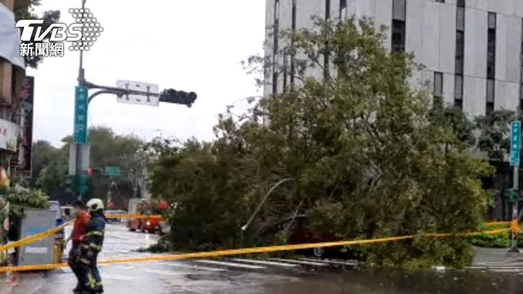 北市一棵路樹受颱風圓規風雨影響傾倒。（圖／中央社）