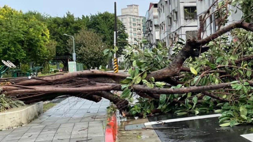 颱風風力太強樹倒。（圖／翻攝自我是景美人與您分享在地生活 臉書）