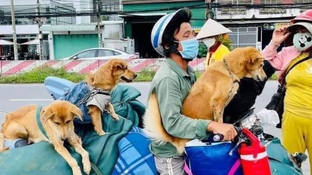 越南夫婦帶上家當從城市返鄉。（圖／翻攝自推特）