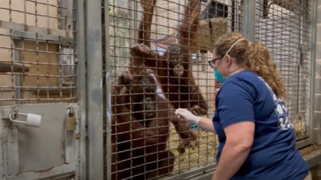 美國一間動物園為動物施打新冠疫苗。（圖／翻攝自《Smithsonian’s National Zoo》YouTube） 美11隻「靈長類」完成新冠疫苗接種　將施打第二劑