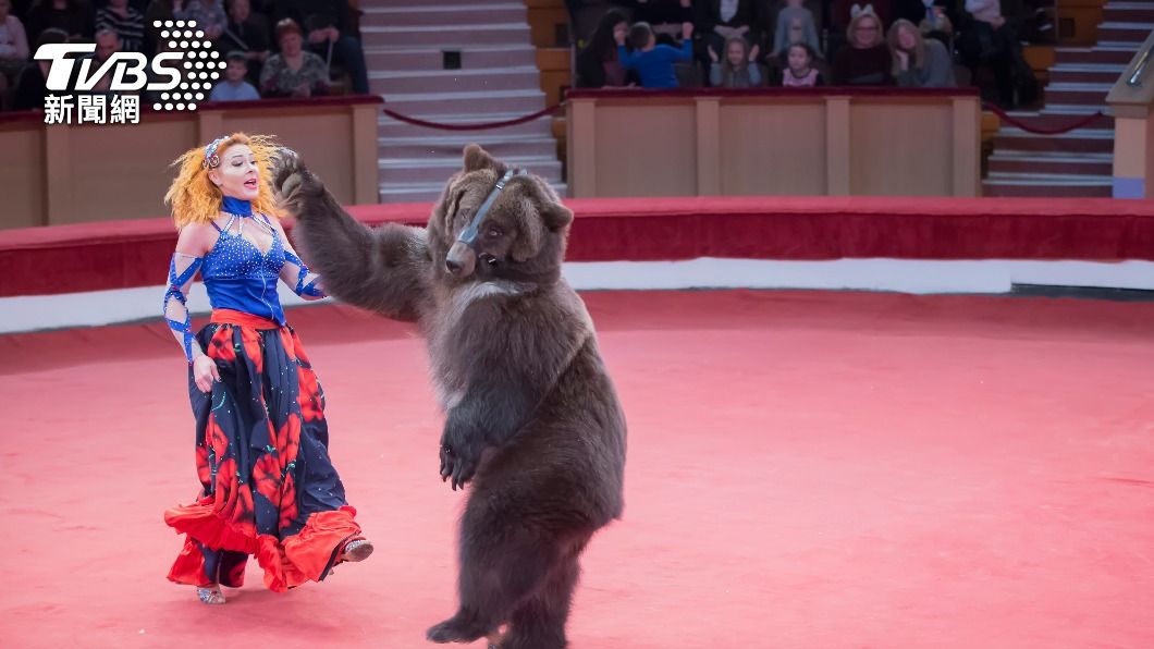 俄羅斯馬戲團一隻棕熊在表演中突然發狂。（示意圖／shutterstock達志影像）