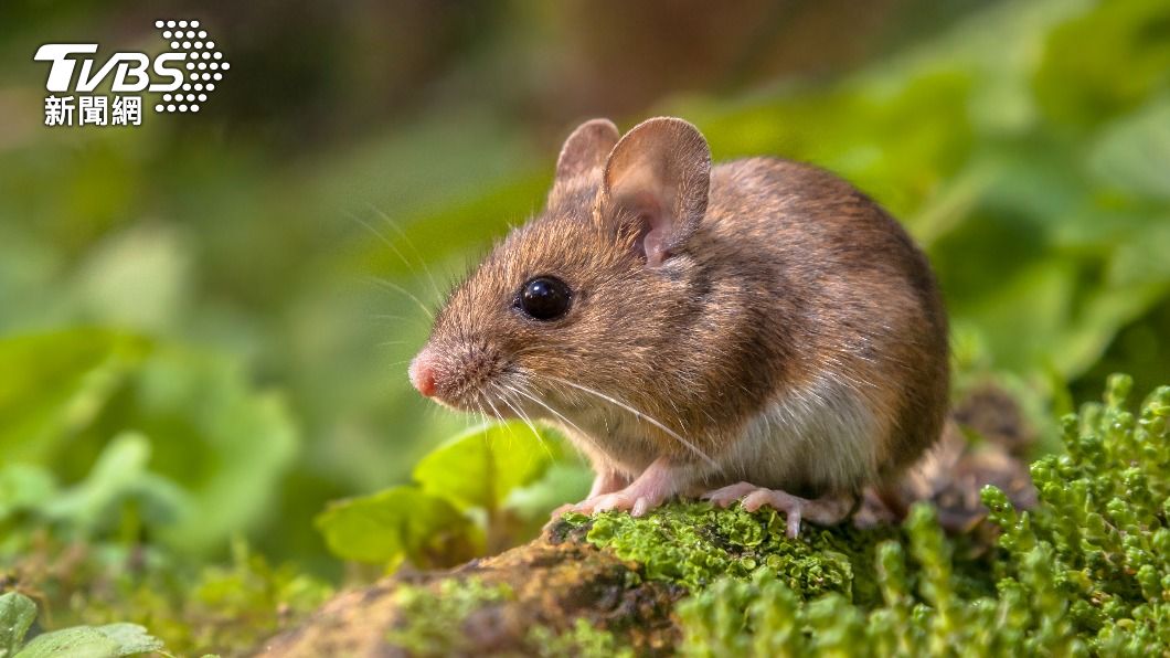 美國研究發現老鼠壽命與「空腹」有關。（示意圖／shutterstock 達志影像） 空腹延長老鼠壽命？美研究：減少餵食　可多活半年