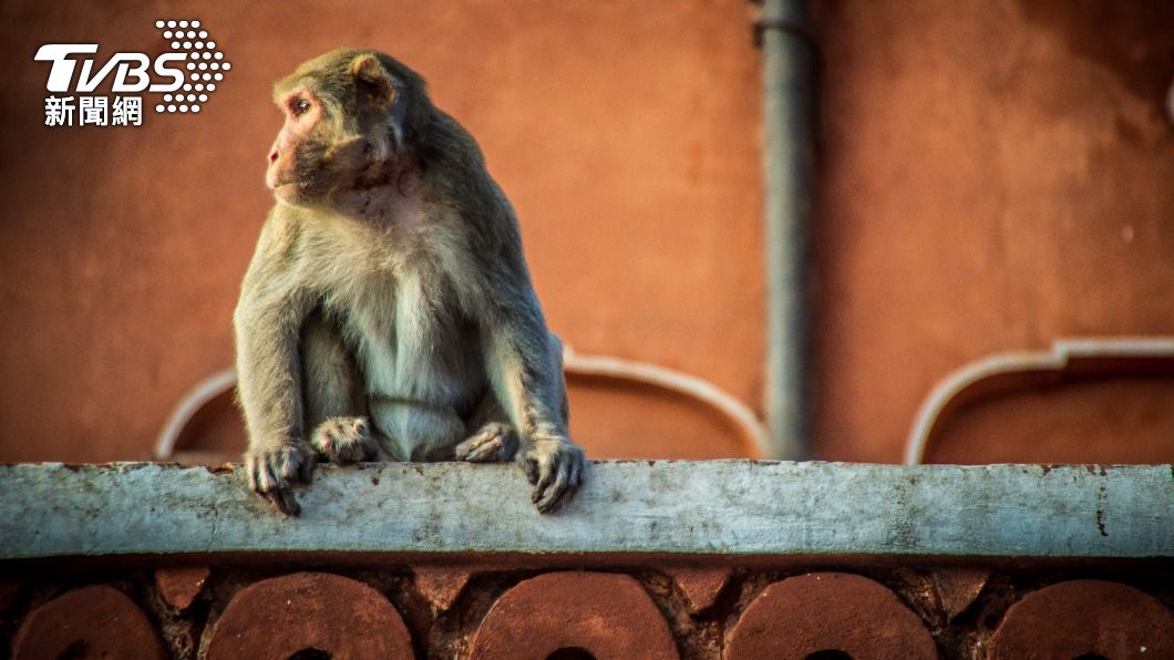 印度一名男子遭猴子丟下的磚塊砸中頭部身亡。（示意圖／shutterstock達志影像）