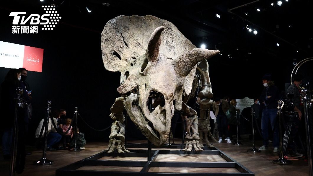 迄今出土最大三角龍骨架化石「大約翰」。（圖／達志影像路透社）