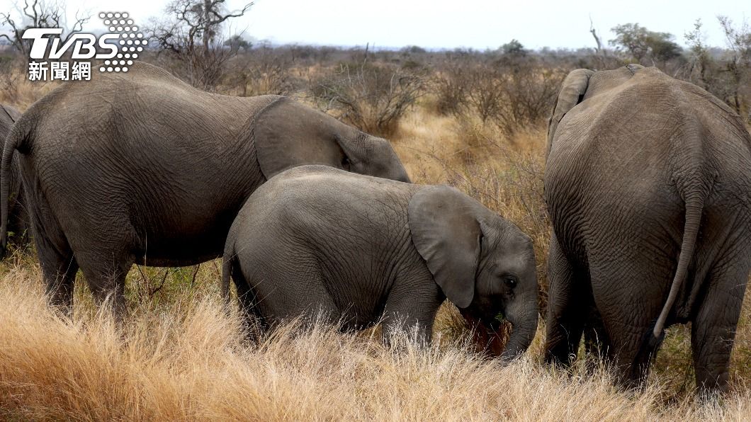 研究團隊發現，非洲有母象天生沒長象牙。（示意圖／shutterstock 達志影像）