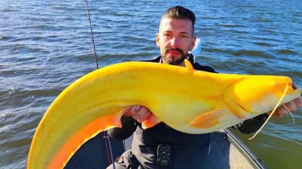 德國男子釣到巨大「金黃鯰魚」。（圖／翻攝自The Daily star（Michael McCarthy)））