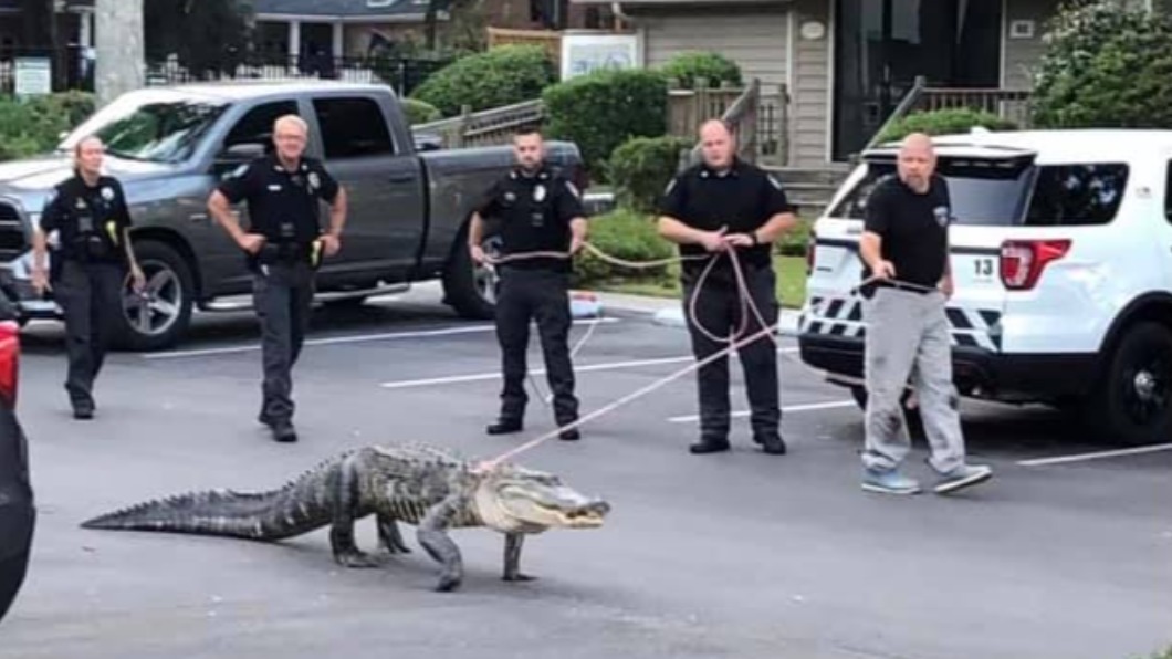 美國警察用繩子牽著鱷魚被拍下。（圖／翻攝自Sunset Beach Police Department臉書） 收編當警犬？美警察遇2.7ｍ鱷魚　下秒綁繩溜起來