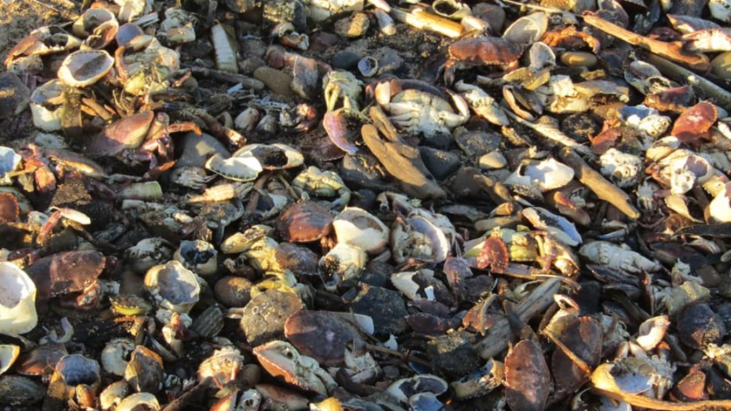 英格蘭海岸出現大量海洋生物死亡的景象。（圖／翻攝自Sharon Bell 臉書）