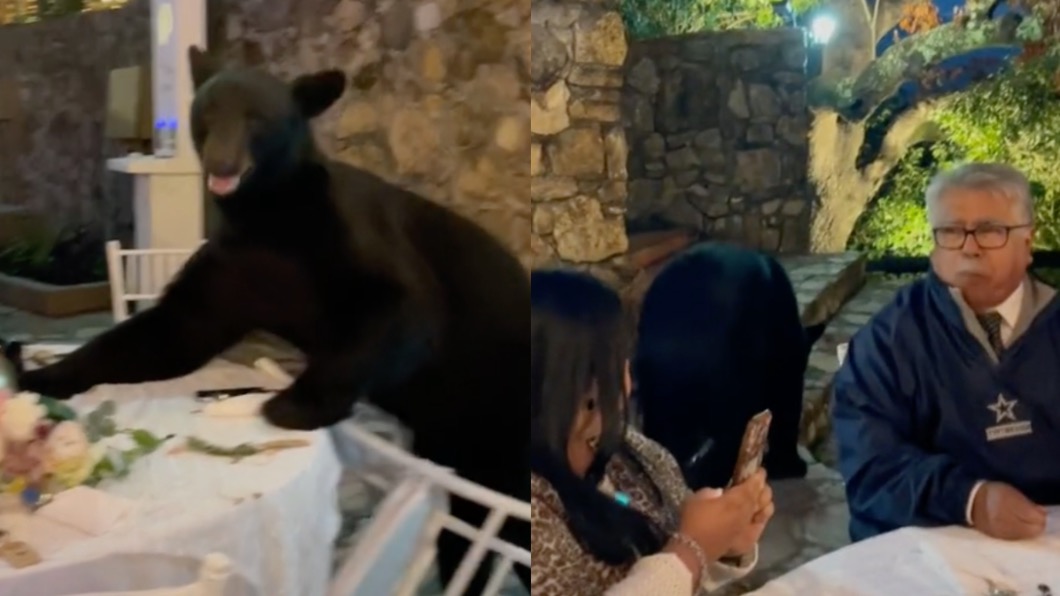 黑熊亂入婚宴現場，但賓客仍淡定用餐。（圖／翻攝自@angiedisa TikTok） 黑熊「蒞臨」墨西哥婚宴　賓客淡定用餐網友驚呆