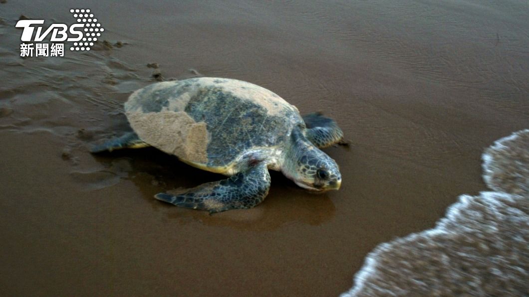 墨西哥海灘發現大量欖蠵龜屍體。（示意圖／達志影像美聯社）