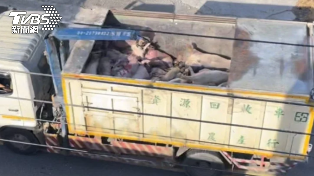 載送死豬的貨車沿路滴污水，合法土虱養殖場指出，他們只是委託代為清運，並不清楚這些死豬將運往何處。（圖／民眾提供）