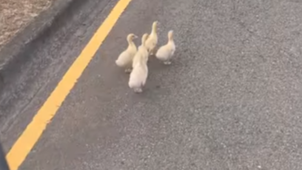 一群鴨子行走在大馬路上。（圖／翻攝自爆廢公社公開版臉書）