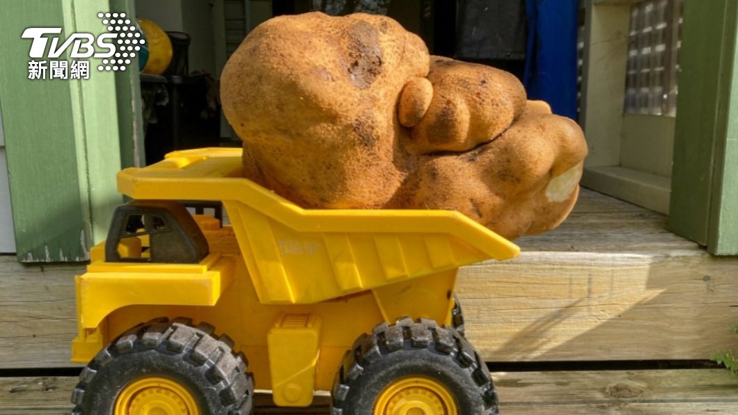 紐西蘭挖出世界最大馬鈴薯，重7.8公斤。（圖／翻攝自@elliotwagland推特）