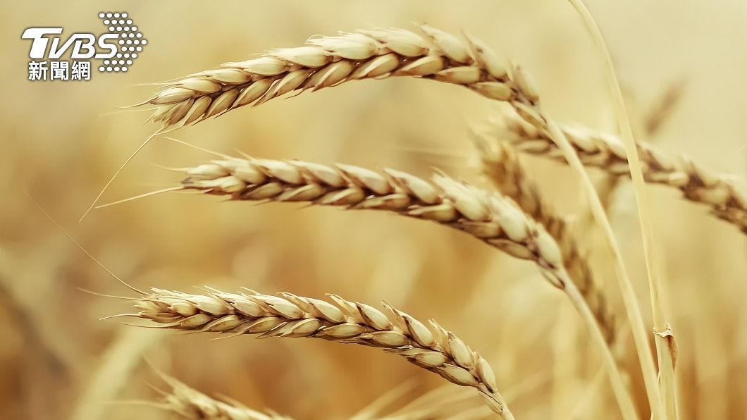 俄羅斯暫停將穀物出口至烏克蘭。（示意圖／shutterstock達志影像）