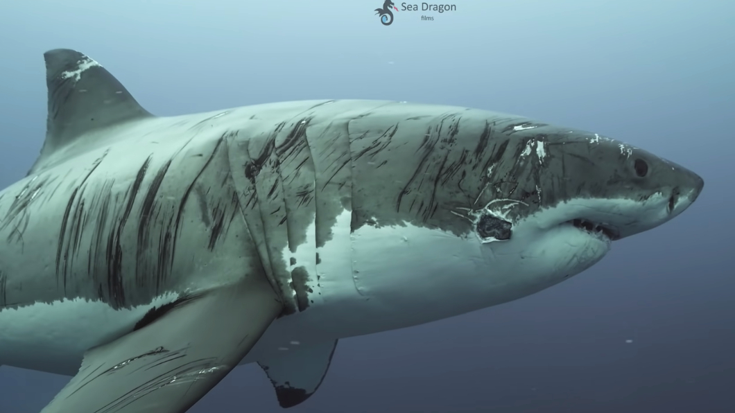 國外一名水下攝影師透過鏡頭捕捉到一隻「最頑強鯊魚」。（圖／翻攝自Sea Dragon Films YouTube）