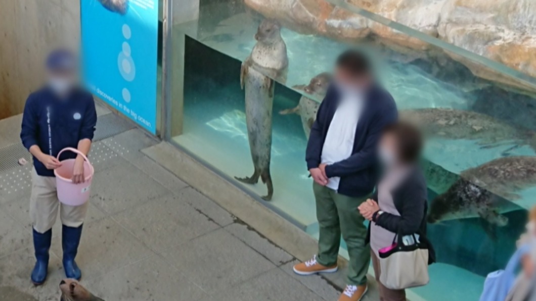 水族館內的斑海豹也和圍觀群眾融為一體。（圖／翻攝自@miiya05推特）