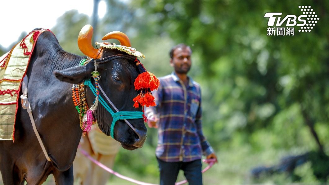 印度視牛為神聖的存在。（示意圖／shutterstock達志影像）