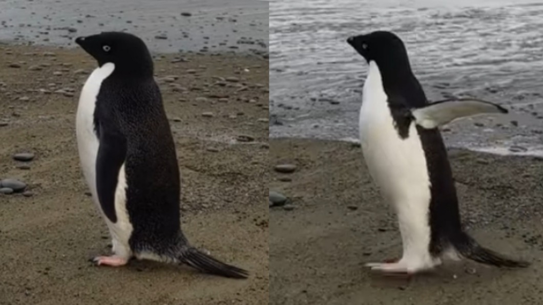 紐伊蘭海灘上發現一隻阿德利企鵝，似乎迷路了。（圖／翻攝自Banks Peninsula Conservation Trust臉書） 