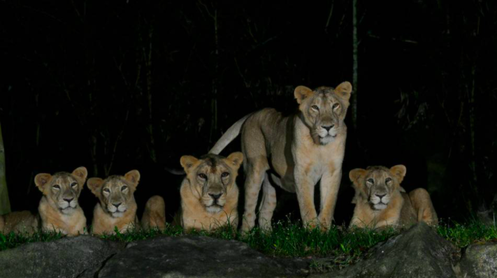 新加坡夜間動物園4頭瀕臨絕種的亞洲獅確證新冠肺炎。（圖／night safari singapore 官網）