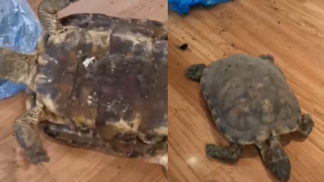 烏龜被卡在床板下，經過12年才被找到。（圖／翻攝自微博）