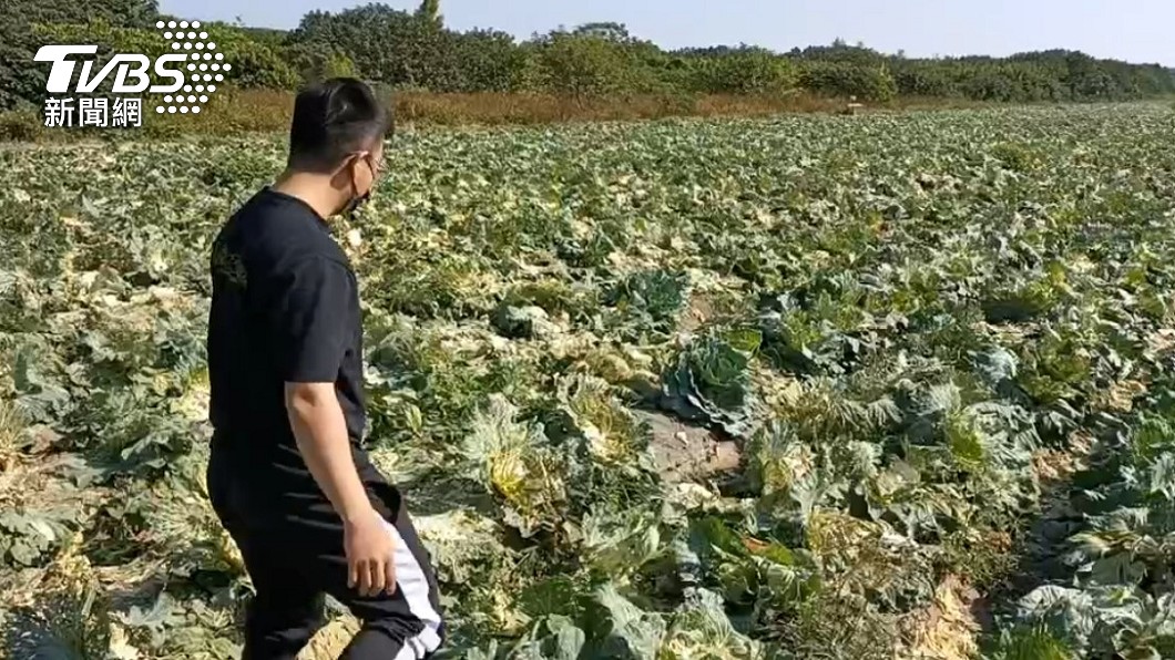 雲林麥寮一名菜農準備採收時發現，2萬多顆高麗菜全被盜採一空。（圖／TVBS）