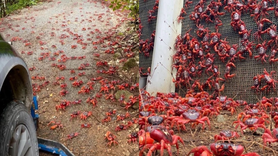 澳洲聖誕島出現紅蟹大軍。（圖／翻攝自christmasisland IG）