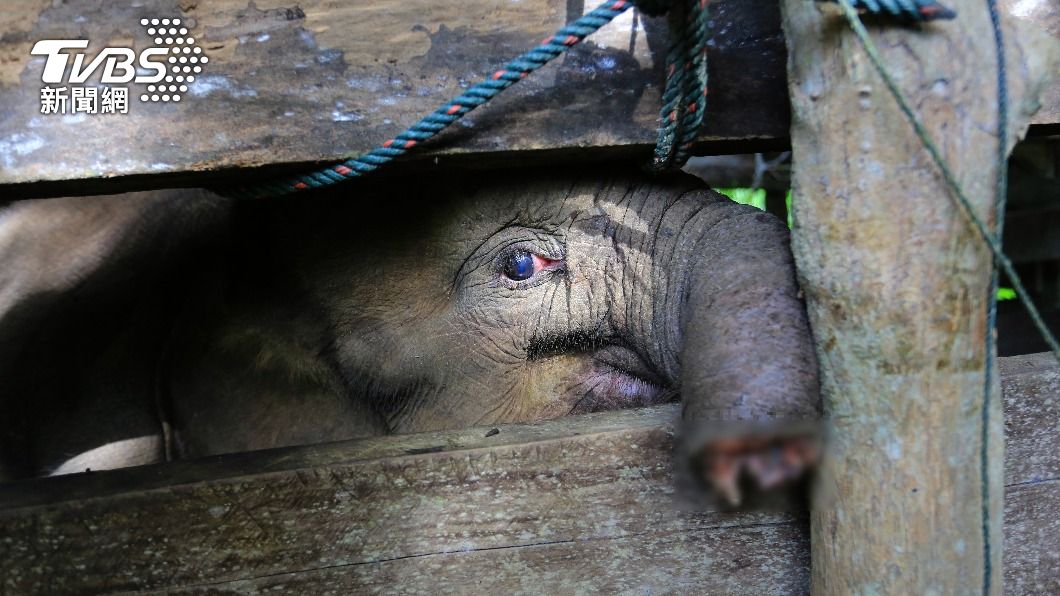 印尼蘇門答臘小象因誤觸到獵者設下的機關，一半象鼻都被迫遭切除。（圖／達志影像美聯社）