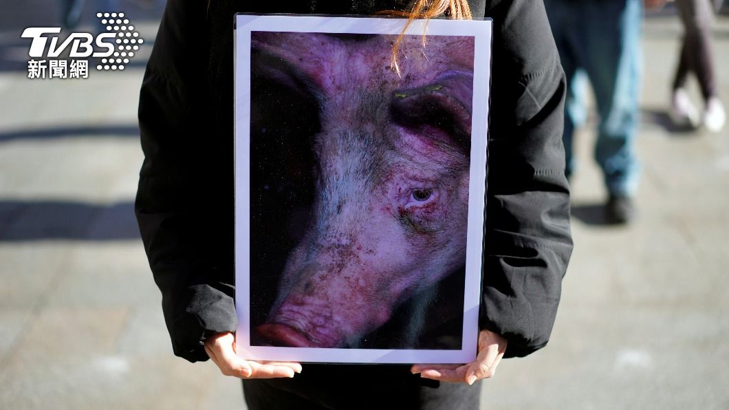 歐洲野豬問題嚴重，不少民眾認為野豬亦是動物仍有動物權不應獵殺。（圖／達志影像路透社）