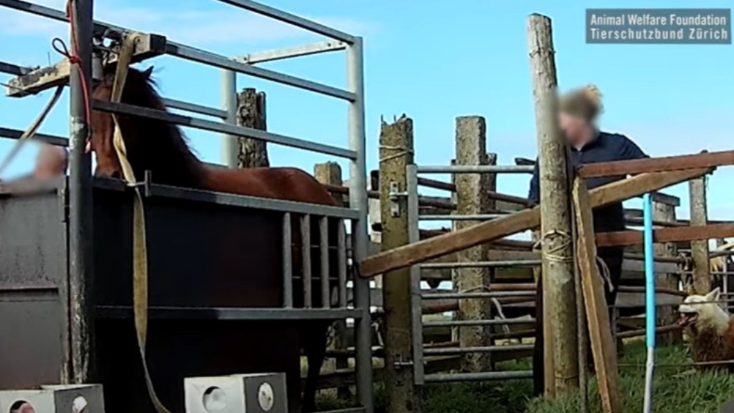 冰島「血牧場」虐待影片曝光。（圖／翻攝自Animal Welfare Foundation / Tierschutzbund Zürich　YouTube）