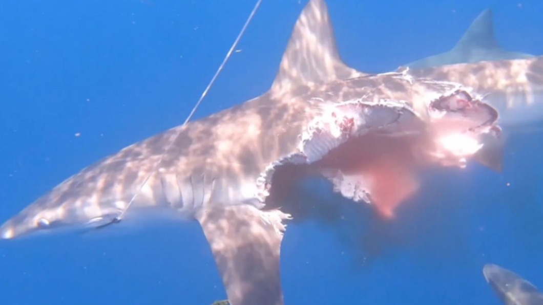 海裡驚見「喪屍鯊」奮游20分鐘。（圖／翻攝自推特）